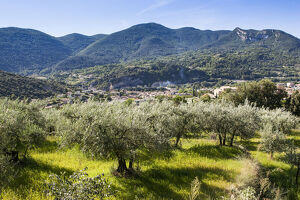 The land of the olive and lavender (route nb10)