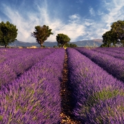 © Neaclub les Lavandes Drôme Provençale - <em>Les Lavandes Rémuzat</em>