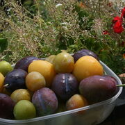 © Aire Naturelle de Camping les Cerisiers - <em>Loire</em>