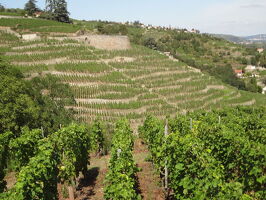 Half-day trip in the Condrieu vineyard