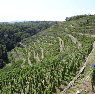 © Day trip in Condrieu and Côte-Rôtie vineyards - <em>DR Vino Passion</em>