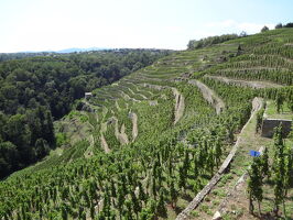 Day trip in Condrieu and Côte-Rôtie vineyards