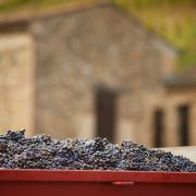 © Cave Delas Frères - <em>S Chapuis</em>