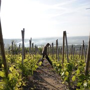 Les Vins de Vienne