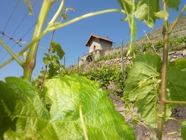 Aperitif-jazz during The Fascinating Weekend in Domaine  Verzier