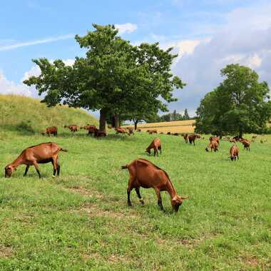 © La Ferme des Bacholles - <em>DR</em>