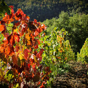 © Gourmet escapade in the Fascinating weekend vineyards - <em>Stéphane Viviant</em>