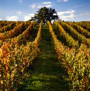 © Gourmet escapade in the Fascinating weekend vineyards - <em>Florian Meloux</em>