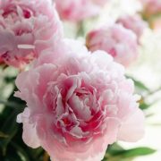 © Château de Lemps - <em>Château de Lemps</em>