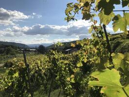 Mr Probus Vienne Wine tourism guide
