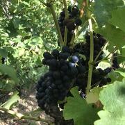 © Mr Probus Vienne Wine tourism guide - <em>Denis LARDIN</em>