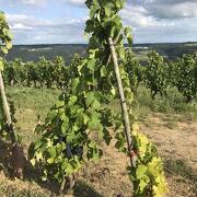 © Mr Probus Vienne Wine tourism guide - <em>Denis LARDIN</em>