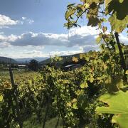 © Mr Probus Vienne Wine tourism guide - <em>Denis LARDIN</em>