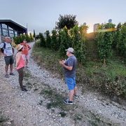 © Mr Probus Vienne Wine tourism guide - <em>Denis LARDIN</em>