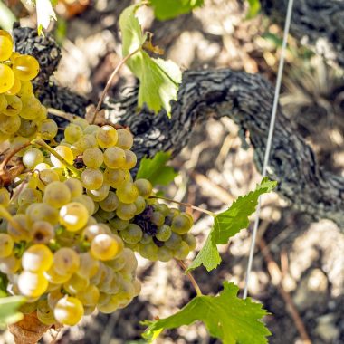 © Wine Notes at Domaine Faury - <em>LF</em>