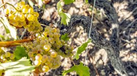 Wine Notes at Domaine Faury