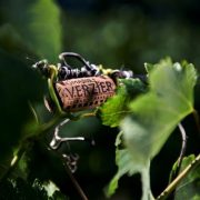 © Brunch Vigneron at Domaine Verzier_Chavanay - <em>Fabrice Ferrer</em>