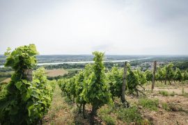Wine Notes at Domaine Anthony Paret