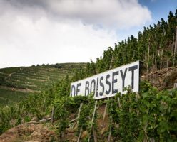 Wine Notes at Domaine De Boisseyt