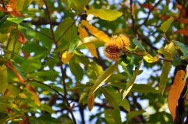 Tour of the Upper Cévennes in Ardèche