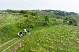 Hiking between the Rhône and the vineyards: Tupin, Condrieu, Semons