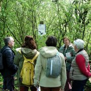 © Île du Beurre nature observation centre - <em>Centre d'observation de la nature de l'île du Beurre_Tupin-et-Semons</em>
