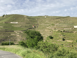 Côte-Rôtie in all its glory, from the vineyards to the cellars with Mr. Probus