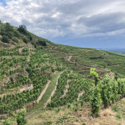 © Côte-Rôtie in all its glory, from the vineyards to the cellars with Mr. Probus - <em>Denis LARDIN</em>