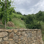 © Côte-Rôtie in all its glory, from the vineyards to the cellars with Mr. Probus - <em>Denis LARDIN</em>