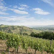 © Domaine Louis Chèze - <em>©LucileOrtega</em>