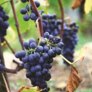 © Northern Rhône Valley excursion : Syrah and Viognier with Rhône Trip - <em>JFM / DR OT VIenne</em>