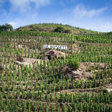 Vineyard of Boisseyt