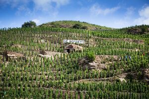 Vineyard of Boisseyt