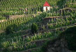 Vineyard path in Ampuis