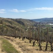 © Hiking between the Rhône and the vineyards: Tupin, Condrieu, Semons - <em>DR OT Vienne</em>