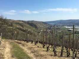 Hiking between the Rhône and the vineyards: Tupin, Condrieu, Semons
