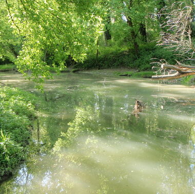 © Plan d'eau de l'île de la chèvre - <em>federationpecherhone</em>