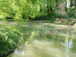 Plan d'eau de l'île de la chèvre