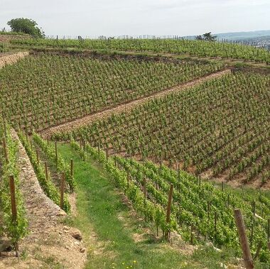 Wine estate Roland Grangier