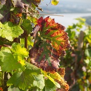 © Vignobles et Découvertes Fascinating Weekend - <em>X.Pages / DR OT Vienne</em>