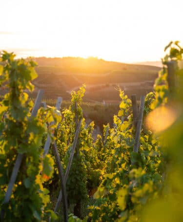 Vue sur les vignobles au coucher du soleil