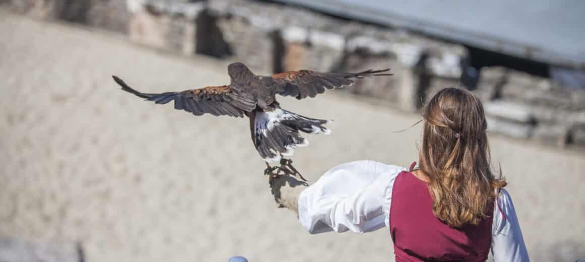 Fauconnière costumée avec un oiseau en plein envol