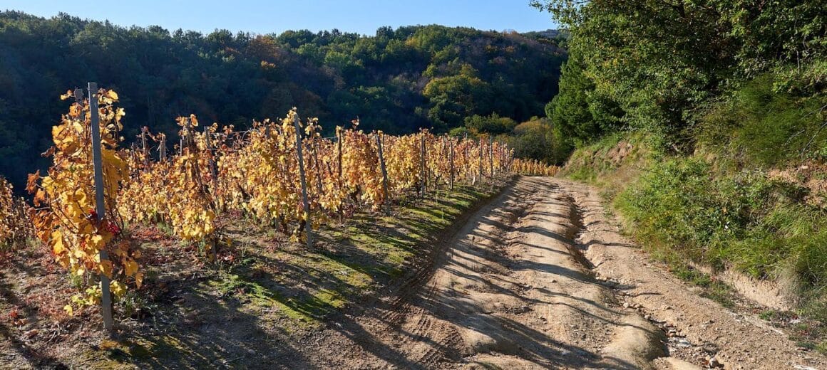 Chemin dans les vignobles à l'automne