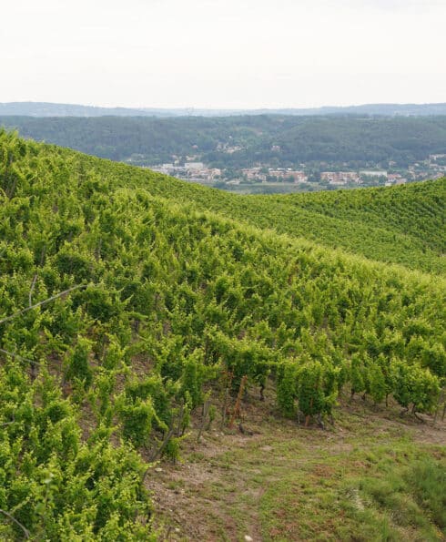 Paysage de vignes avec un sentier