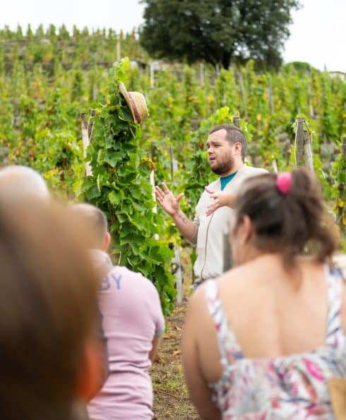 domaine corps de loup découvrir vignoble